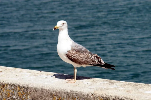 Festői Kilátás Gyönyörű Sirály Madarak Természetben — Stock Fotó