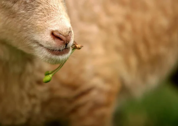 Een Kleine Eekhoorn Het Gras — Stockfoto