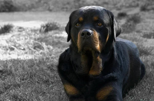 Negro Labrador Recuperar Perro Sentado Suelo —  Fotos de Stock