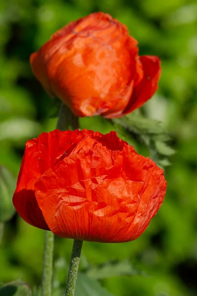 Field Flora Poppy Glower Botany Concept — Stock Photo, Image