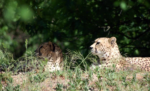 Leopardo Nell Erba — Foto Stock