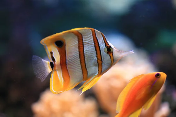 水族館のエキゾチックな魚は — ストック写真