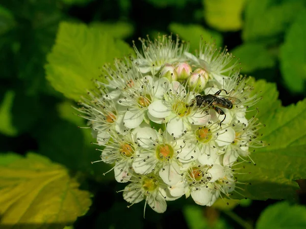 Piękne Botaniczne Ujęcie Naturalna Tapeta — Zdjęcie stockowe