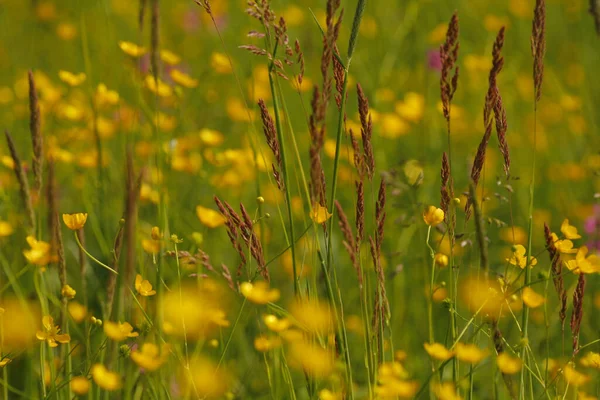 Весенний Луг Желтом — стоковое фото