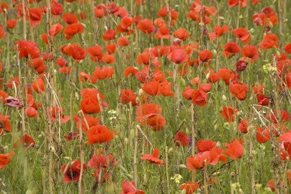 Campo Amapola Pétalos Flores Rojas Prado — Foto de Stock