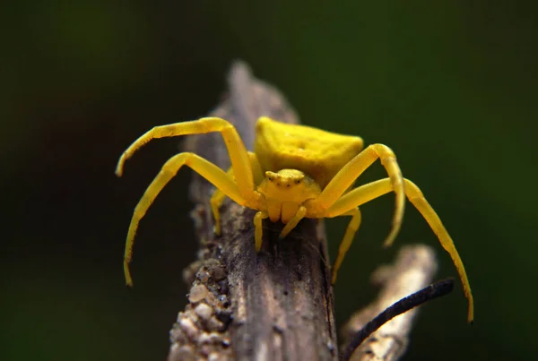 Araignée Sur Feuille Verte — Photo