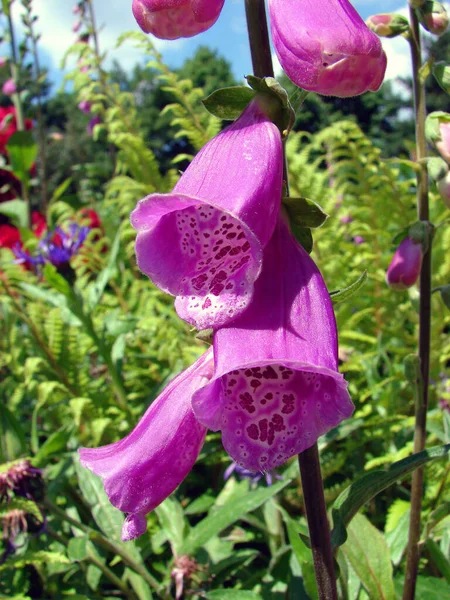 Foxglove Sinos Flores Flora — Fotografia de Stock