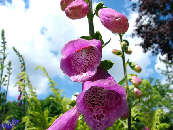 Foxglove Sinos Flores Flora — Fotografia de Stock