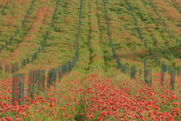 Field Flora Poppy Glower Botany Concept — Stock Photo, Image