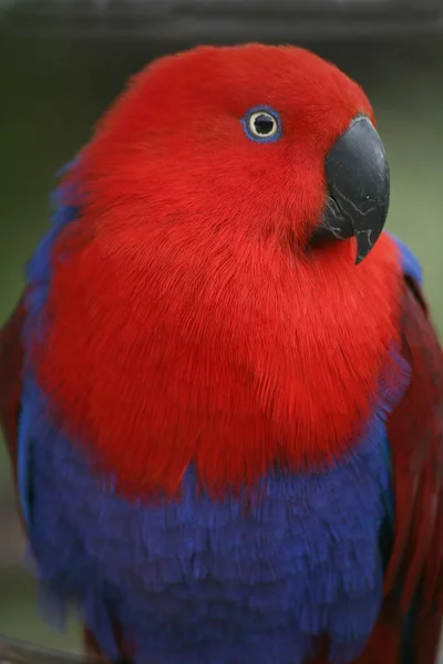 Vista Panorámica Hermoso Pájaro Loro —  Fotos de Stock