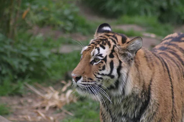 縞模様のトラ動物捕食者野良猫 — ストック写真