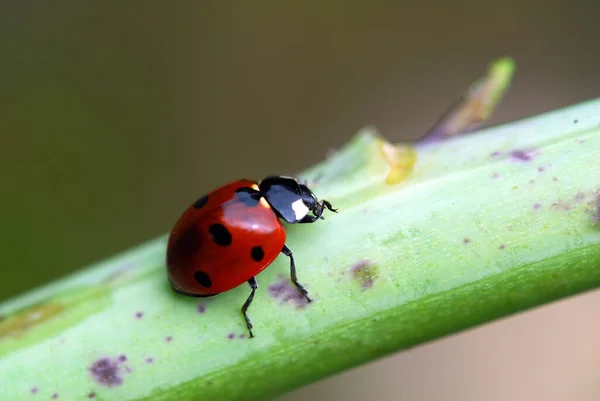 Ladybug Green Grass — Stock Photo, Image
