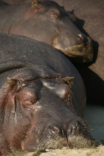 Hippopotamus Zoogdier Nijlpaard — Stockfoto