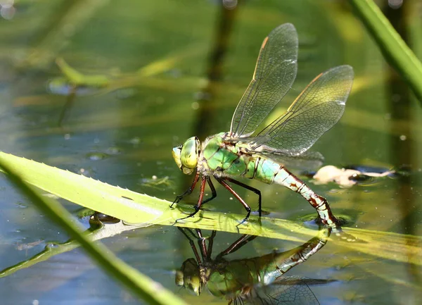 Vážný Hmyz Odonata Fauna — Stock fotografie