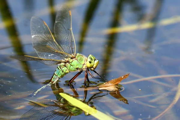蜻蜓昆虫 渡渡鸟及动物 — 图库照片