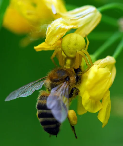 Closeup View Insect Nature — Stock Photo, Image