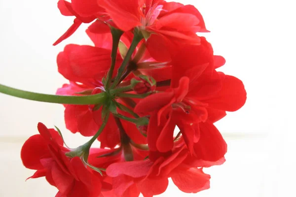 Bunga Yang Indah Konsep Bunga Latar Belakang — Stok Foto