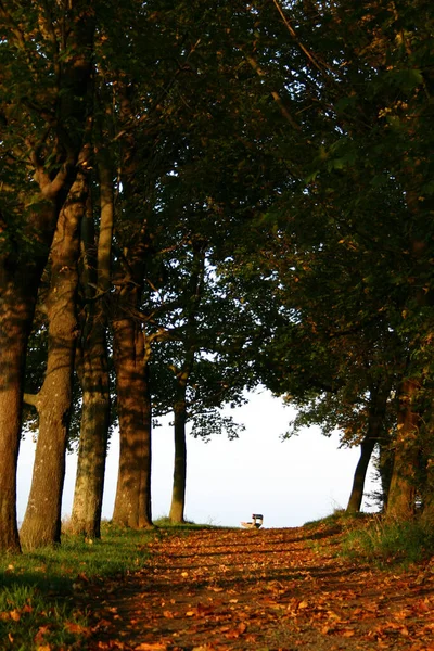 Autumnal Atmosphere Selective Focus — Stock Photo, Image