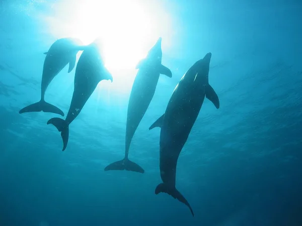 Прыжки Дельфинов Египет — стоковое фото