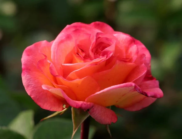 Ботанічна Флора Пелюстки Троянд — стокове фото