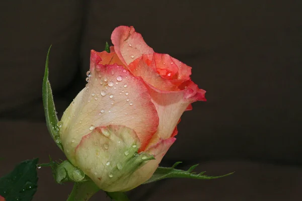 Лепестки Цветов Роз Флора — стоковое фото