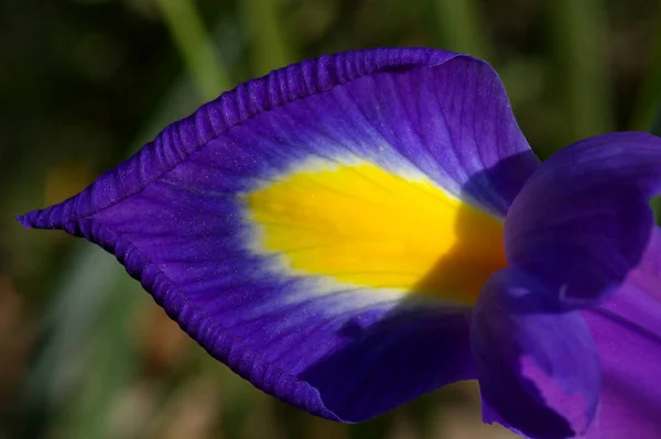 Iris Pertama Kebun Kami Telah Dibuka — Stok Foto