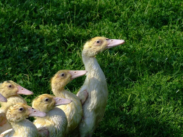 Aves Domésticas Granja — Foto de Stock