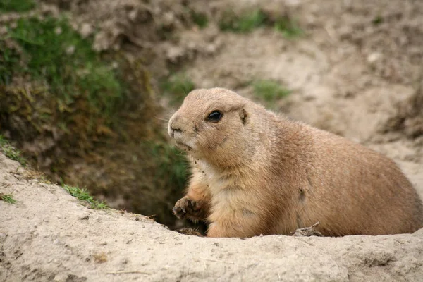 Common Prairie Dog Zvíře Přírodě — Stock fotografie