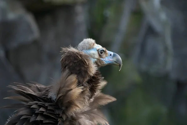 Schilderachtig Uitzicht Prachtige Vogel Natuur — Stockfoto