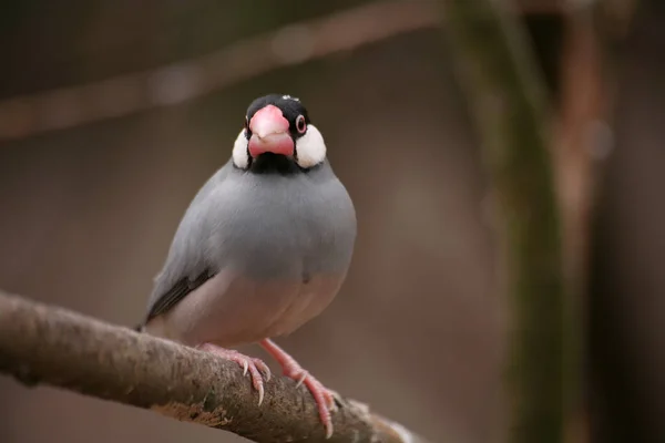 美しいフィンチ鳥の景色 — ストック写真