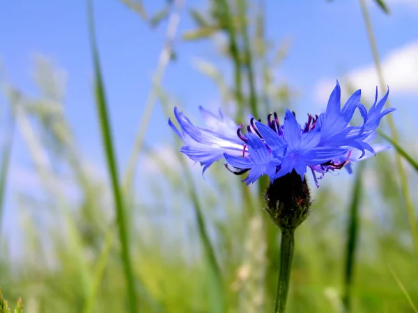 Malebný Pohled Krásné Kvetoucí Chrpy — Stock fotografie