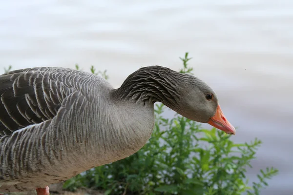 Observation Des Oiseaux Oiseau Mignon Nature Sauvage — Photo