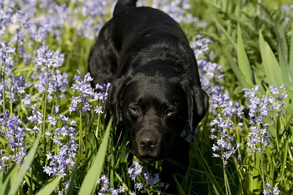 Een Prachtige Rasechte Zwarte Labrador Hond Zittend Weide — Stockfoto