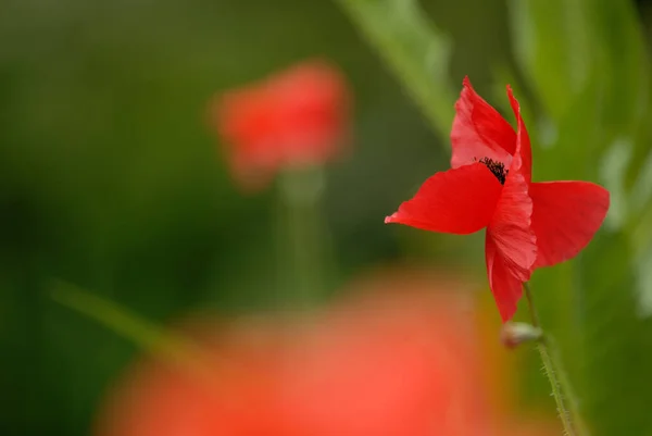 Field Flora Poppy Glower Botany Concept — Stock Photo, Image