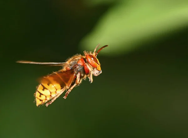 Hornet Queen Creates Food Her Offspring She Built Her Nest — Stock Photo, Image