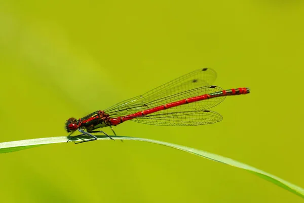 Inseto Odonata Fauna Libélula — Fotografia de Stock