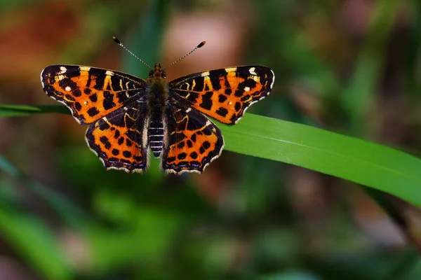 Primo Piano Bug Natura Selvaggia — Foto Stock