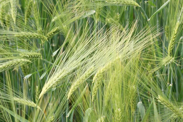 Grünes Weizenfeld Sommer — Stockfoto