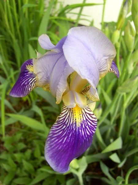 Pemandangan Indah Bunga Iris — Stok Foto