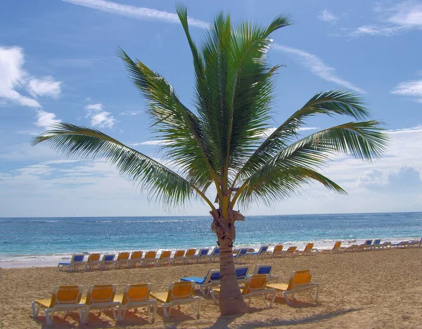 Vacaciones Bajo Palmeras —  Fotos de Stock