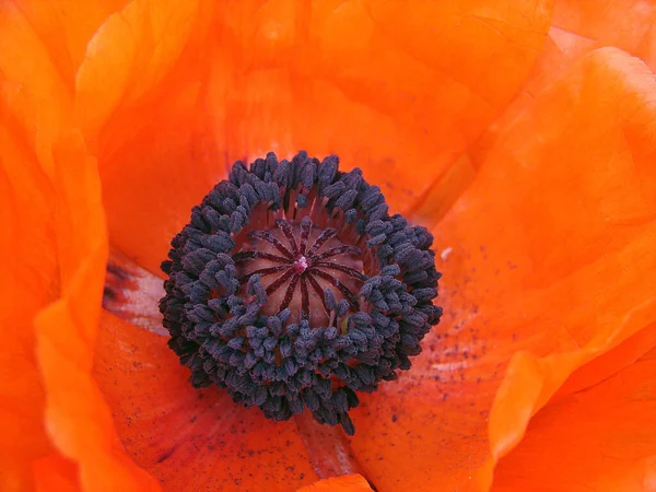 Field Flora Poppy Glower Botany Concept — Stock Photo, Image