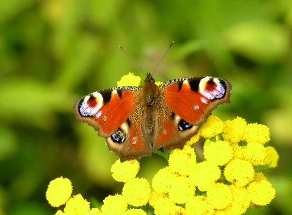 Kleiner Schmetterling Auf Blume Wildniskonzept — Stockfoto