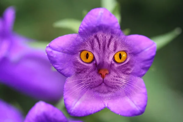 Close Purple Flower — Stock Photo, Image