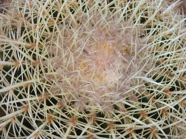 Kaktusová Rostlina Pichlavá Kaktusová Flóra — Stock fotografie