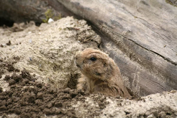 Common Prairie Dog Zvíře Přírodě — Stock fotografie