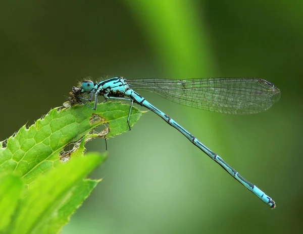 Inseto Odonata Fauna Libélula — Fotografia de Stock