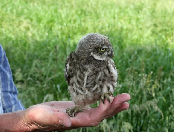 Winni Showed Another Brood Has Already Ringed — Stock Photo, Image