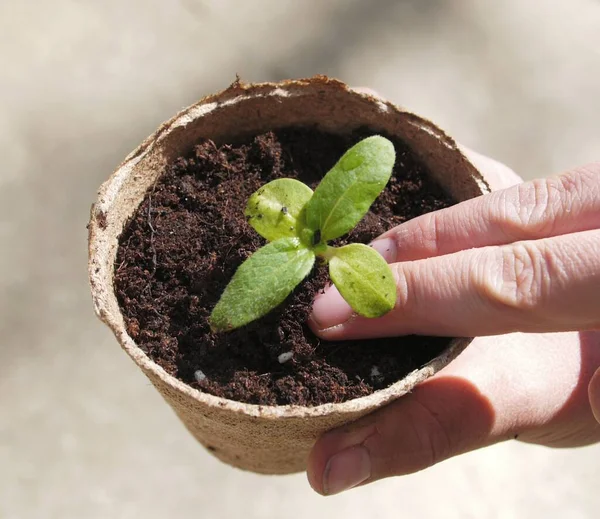 Jovem Segurando Uma Planta Mão — Fotografia de Stock