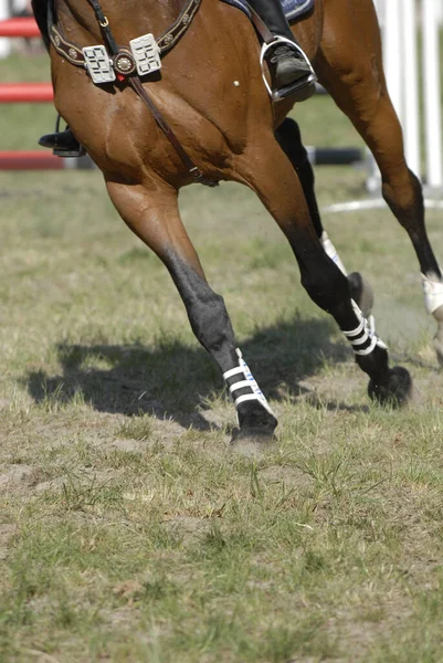 Schattig Paard Wilde Natuur — Stockfoto