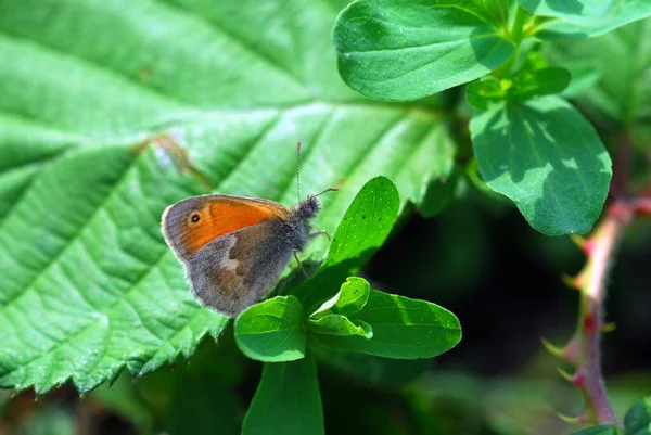 Nahaufnahme Von Wanzen Der Wilden Natur — Stockfoto